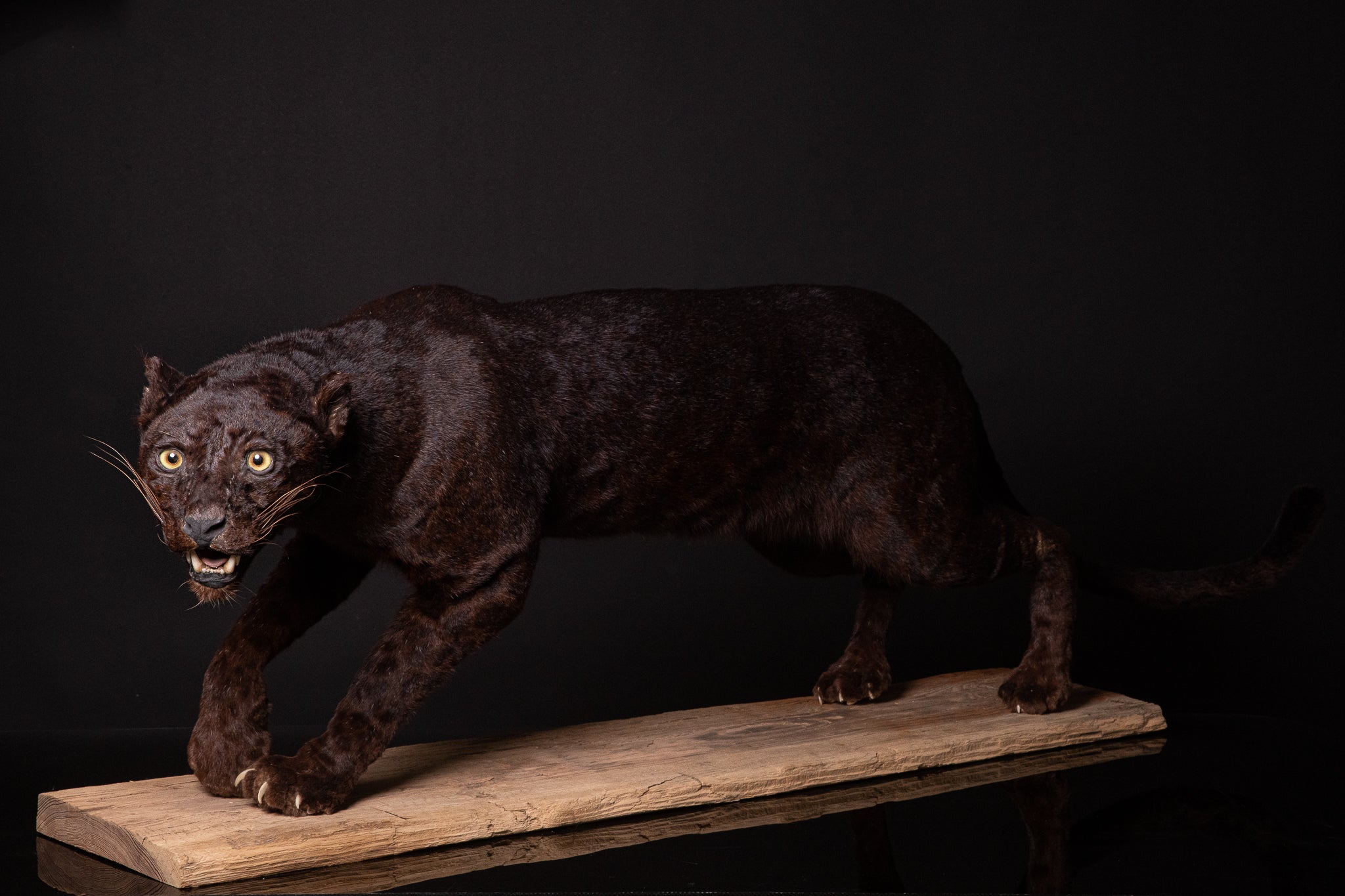 Black Leopard (Panthera ,I/A-cites Art Spectandum Taxidermy – FR1803800138-K pardus) dd